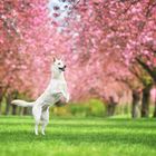 Nuki Flowerpower