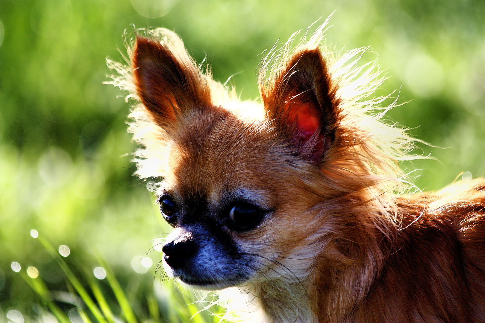 Nukki Foto & Bild | tiere, tierdetails, tieraufnahmen Bilder auf ...