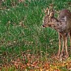 "Null BOCK - der BOCK ....." (ISO 3200)