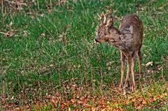 "Null BOCK - der BOCK ....." (ISO 3200)