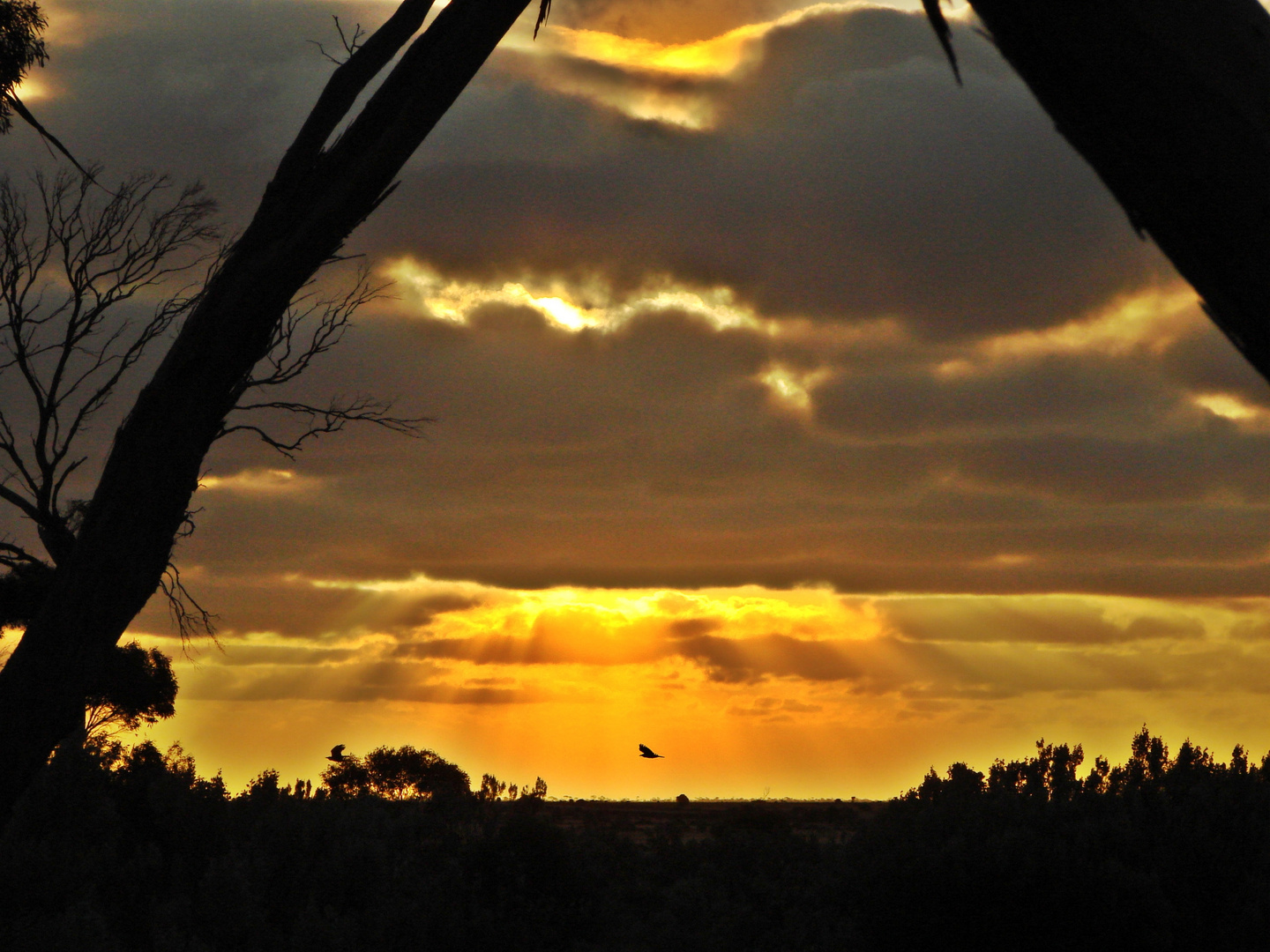 Nullarbor NP