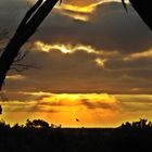 Nullarbor NP