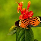 NUMATA LONGWING, HELICONIUS NUMATA