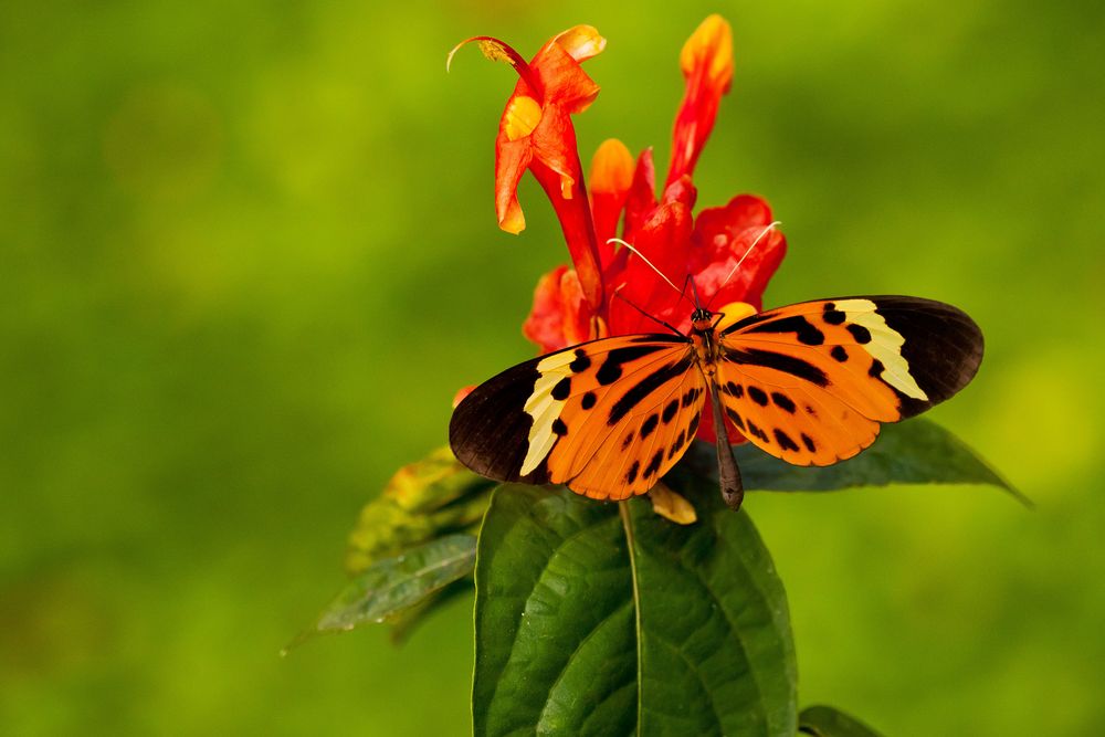 NUMATA LONGWING, HELICONIUS NUMATA