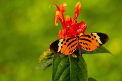 NUMATA LONGWING, HELICONIUS NUMATA