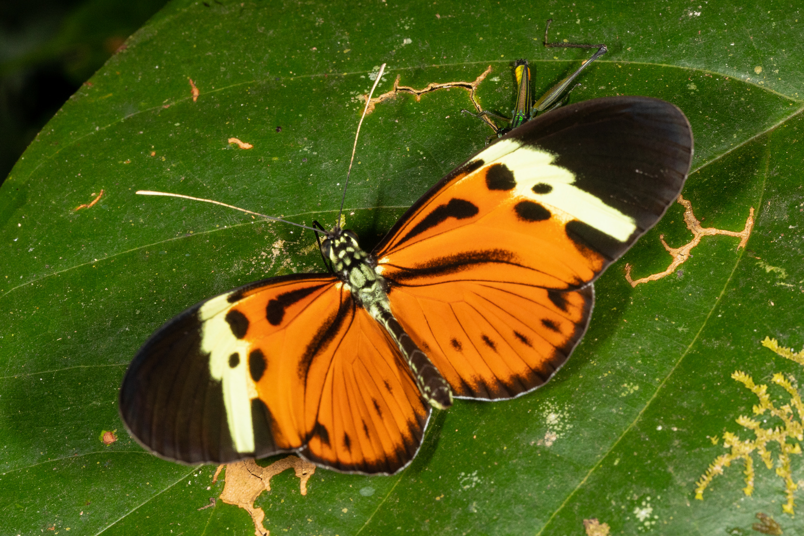 Numata Longwing (Heliconius numata lenaeus)