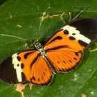 Numata Longwing (Heliconius numata lenaeus)