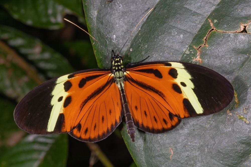 Numata Longwing (Heliconius numata lenaeus)