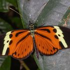 Numata Longwing (Heliconius numata lenaeus)