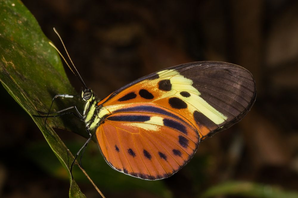 Numata Longwing (Heliconius numata lenaeus)