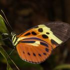 Numata Longwing (Heliconius numata lenaeus)