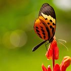 NUMATA LONGWING oder HELICONIUS NUMATA