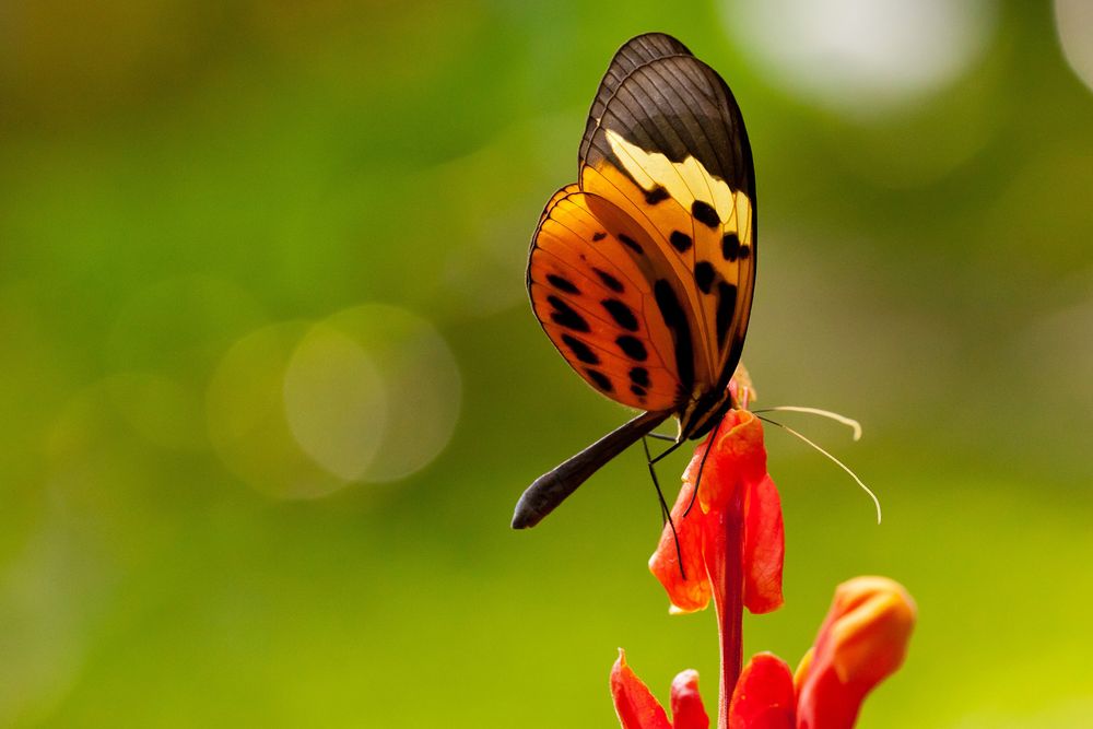 NUMATA LONGWING oder HELICONIUS NUMATA