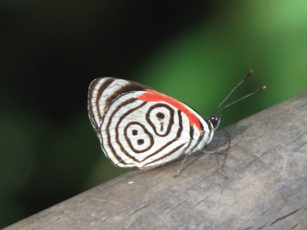 "Number 88" Butterfly in Iguazu National Park, Argentina