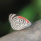 "Number 88" Butterfly in Iguazu National Park, Argentina