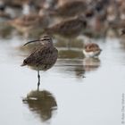 Numenios phaeopus