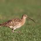 Numenius arquata - Der Große Brachvogel