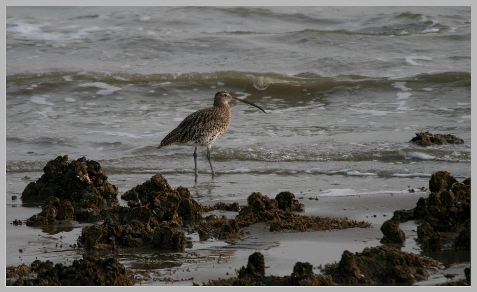 Numenius arquata - Großer Brachvogel - Curlew - Niederland 2008