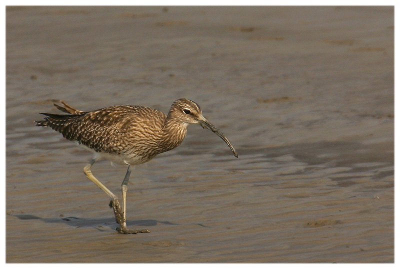 Numenius phaeopus