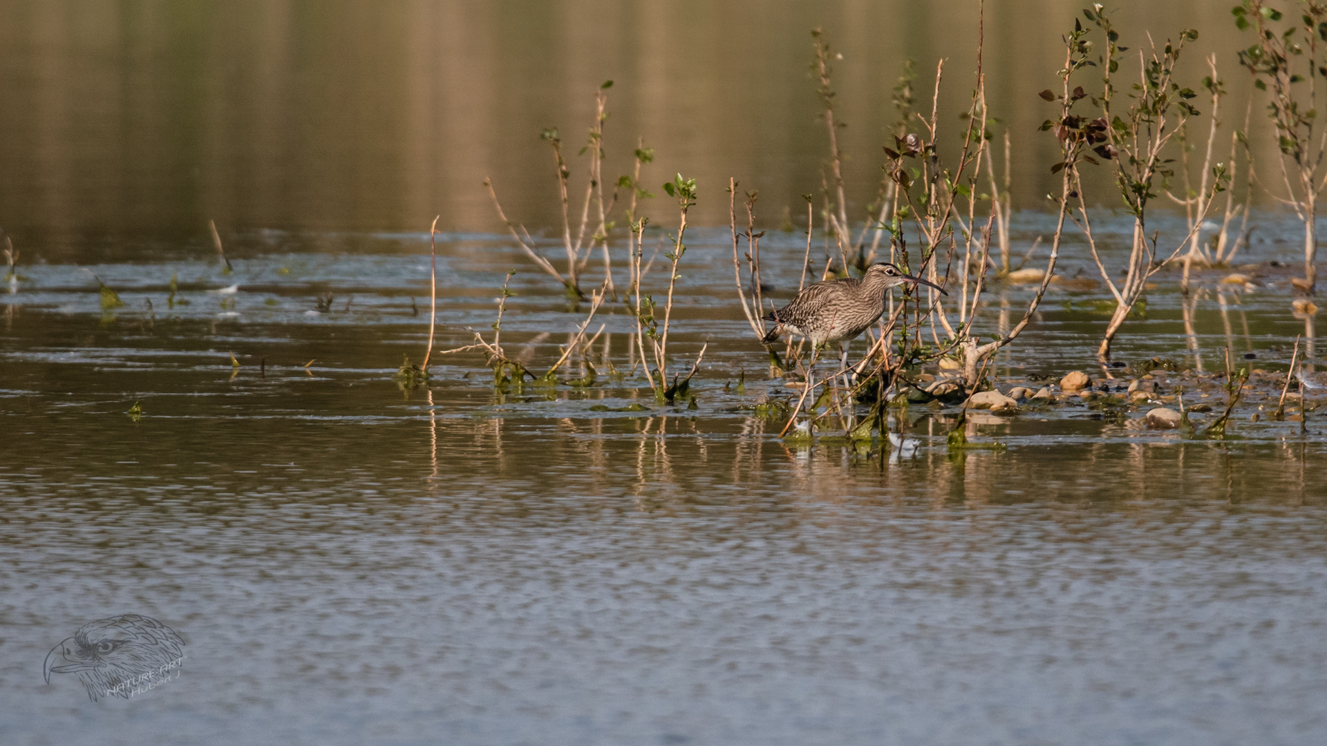 Numenius phaeopus 