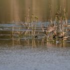 Numenius phaeopus 