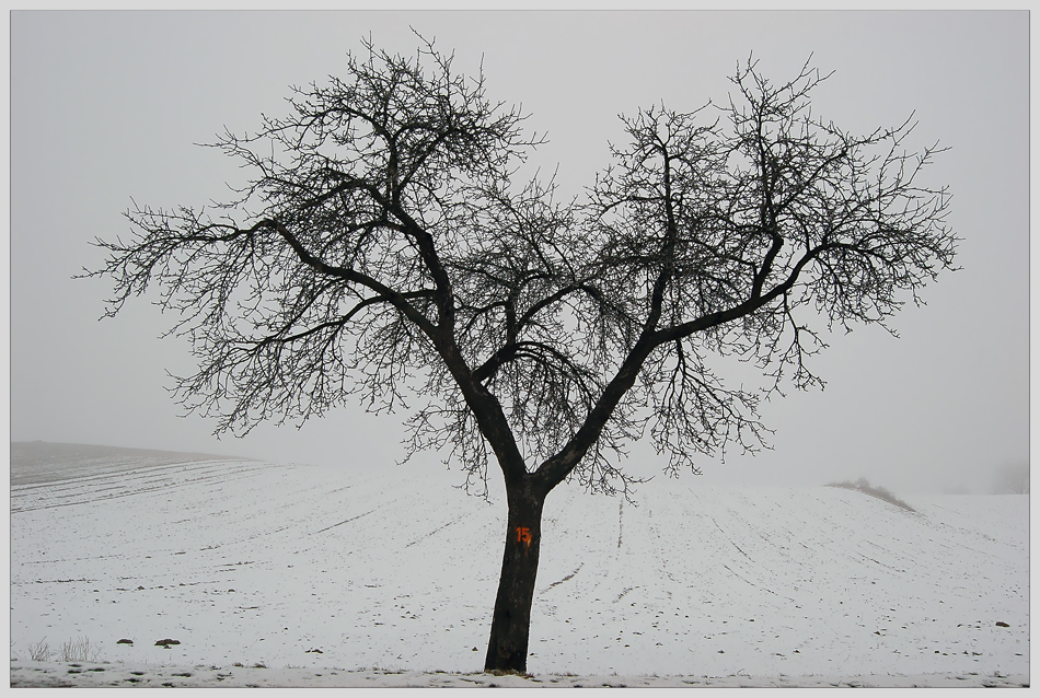 "Nummer 15" alias "mein Lieblingsbaum (Winter)"