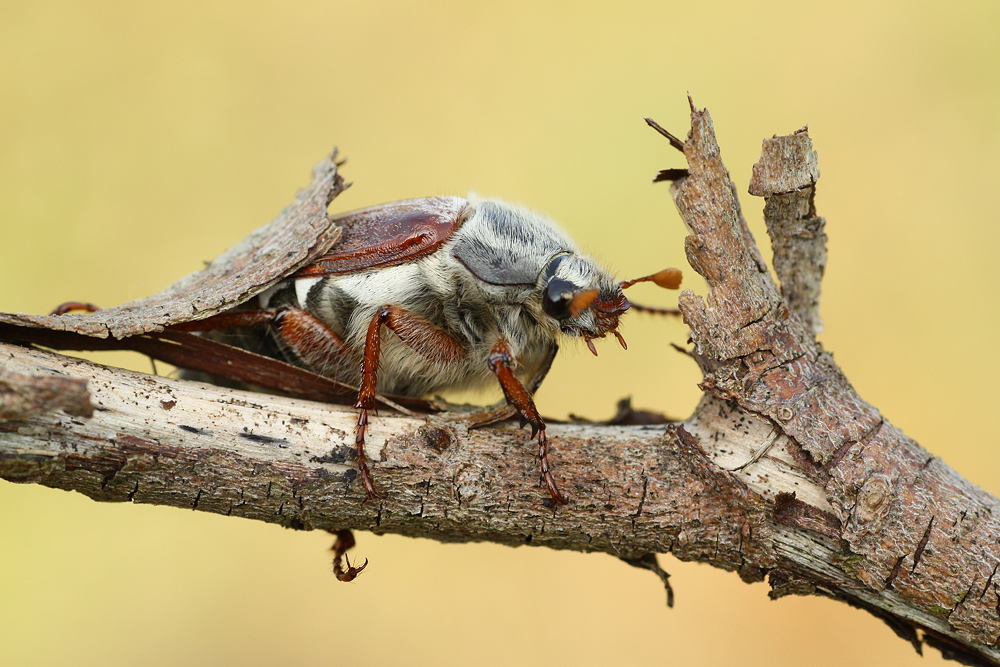 " Nummer Zwei " :O)