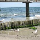 .....nun aber ab ins Wasser (scheint die Möwe links zu schreien!)