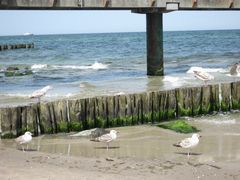 .....nun aber ab ins Wasser (scheint die Möwe links zu schreien!)