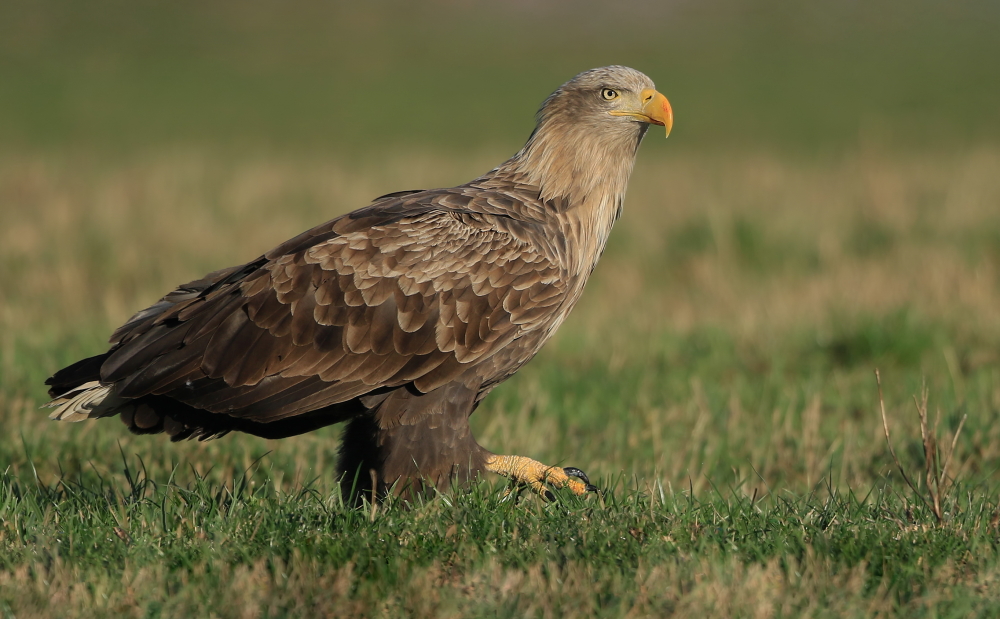 Nun also doch (nochmal einen ad. Seeadler von mir)