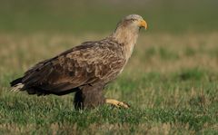 Nun also doch (nochmal einen ad. Seeadler von mir)