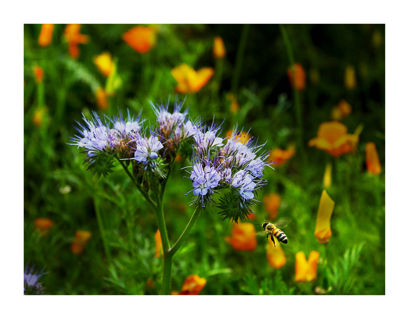 nun auch von mir mal ein Bienenbild...