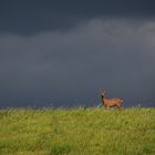 Nun beeil dich mit deinem Foto....