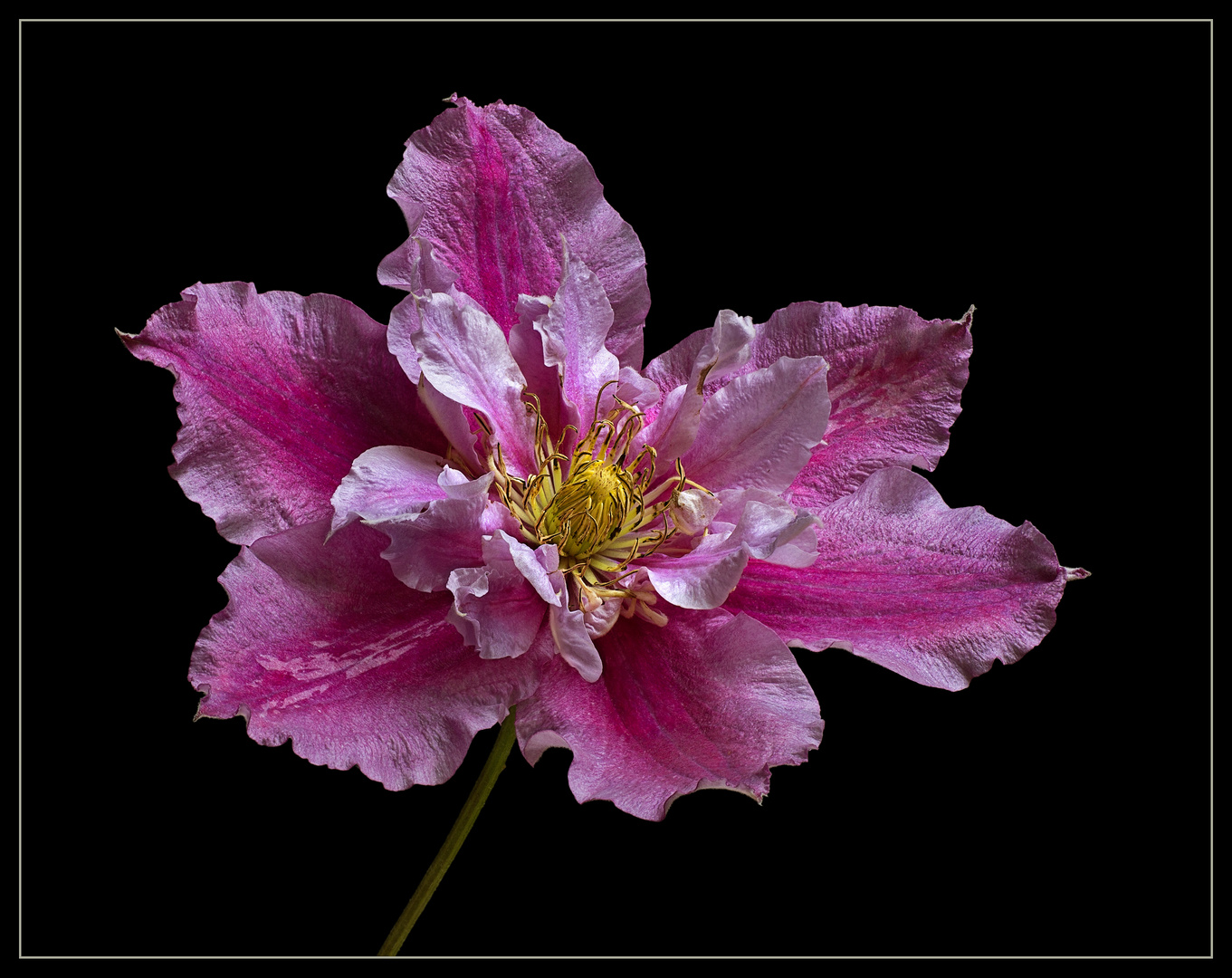 Nun begeistern die Clematis wieder mit ihrem wundervollen Aussehen