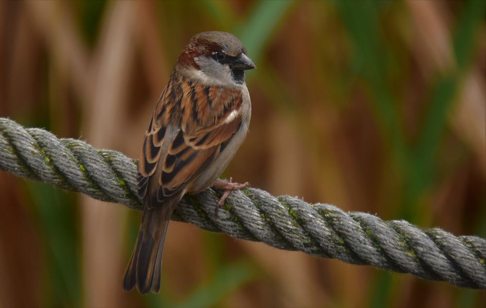 Nun beginnt auch die schwere Zeit der Wildvögel 