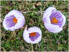 nun blühen die Krokusse......