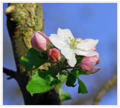 Nun blüht auch schon der Apfelbaum