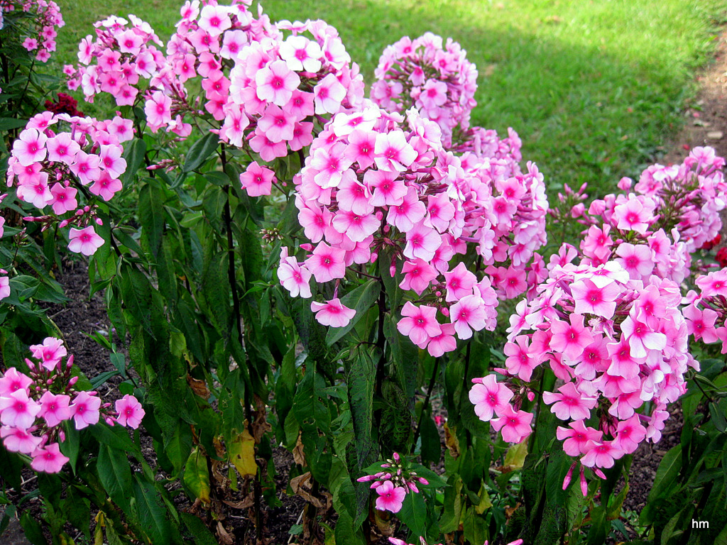 Nun blüht der Phlox in Idyllistan