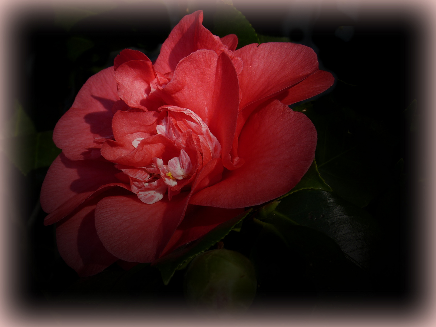 Nun blüht sie wieder im Garten