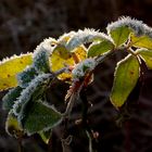 Nun doch bald Winter?