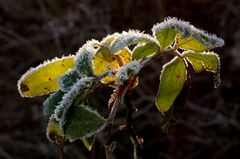 Nun doch bald Winter?