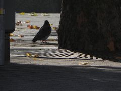 nun doch schon Herbst geworden?