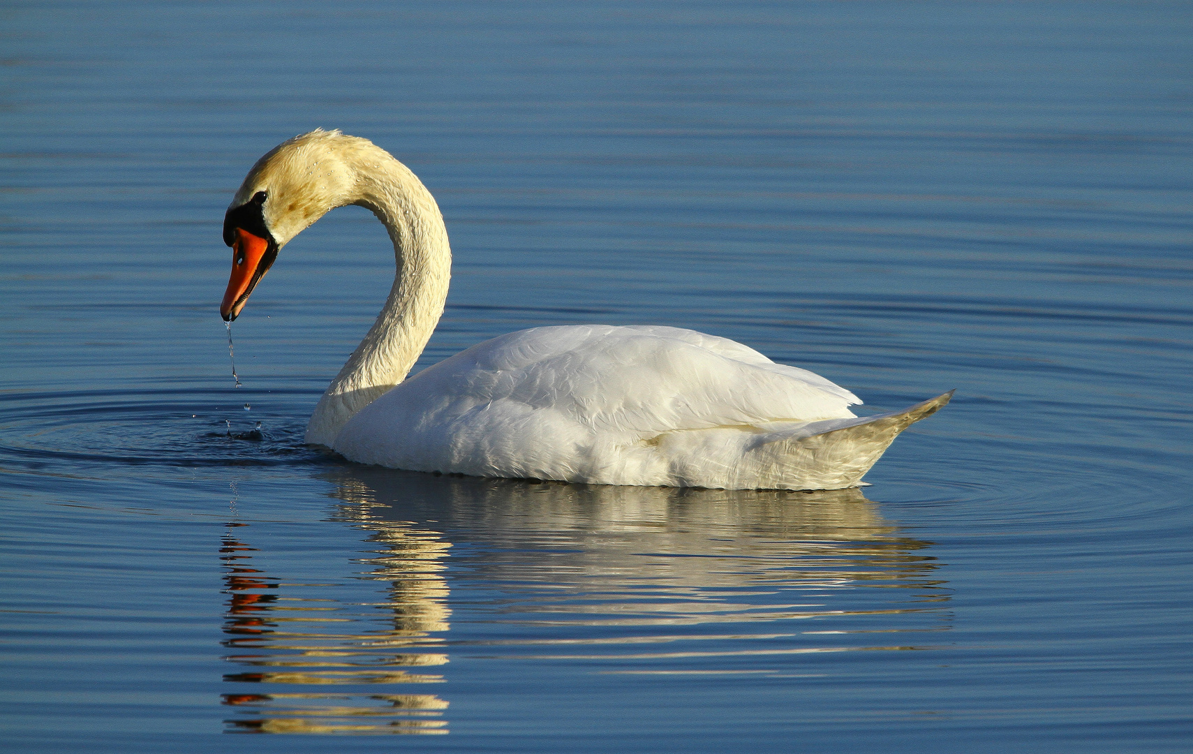 Nun ein Schwan im blauen Wasser!