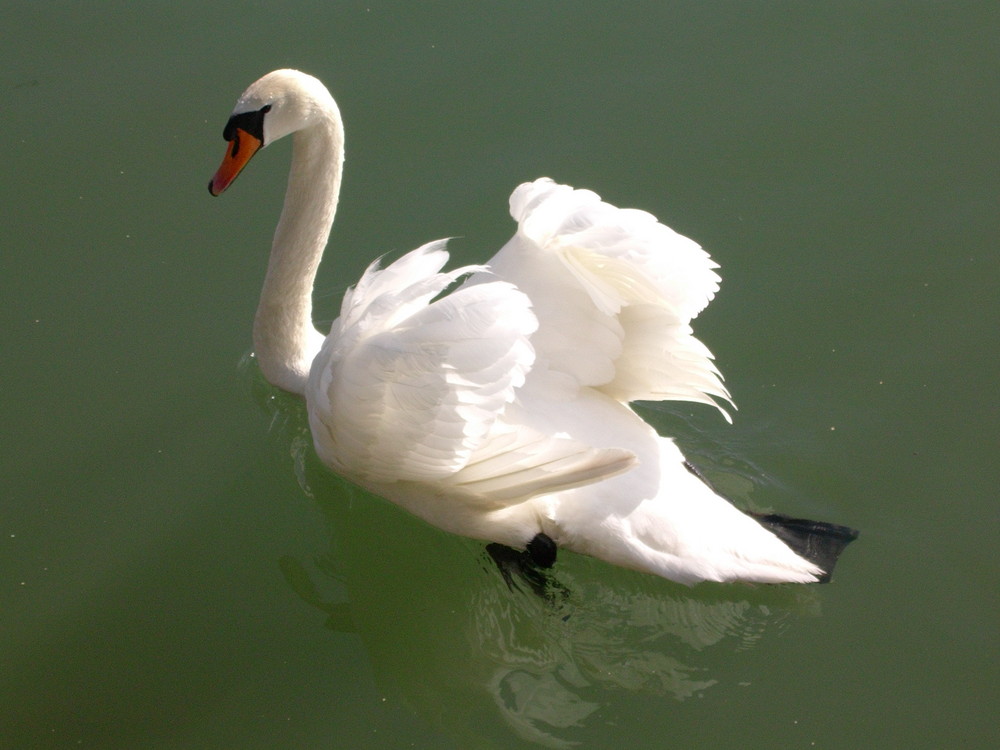 Nun: "Ein weißer Schwan"