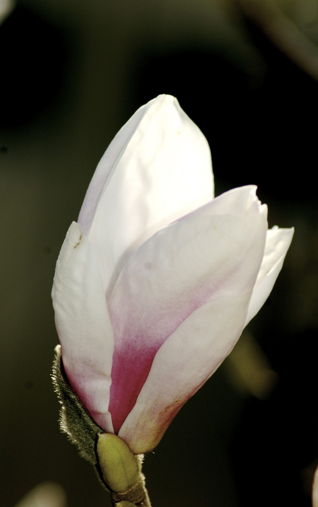 Nun endlich der Frühling kehrt ein ....