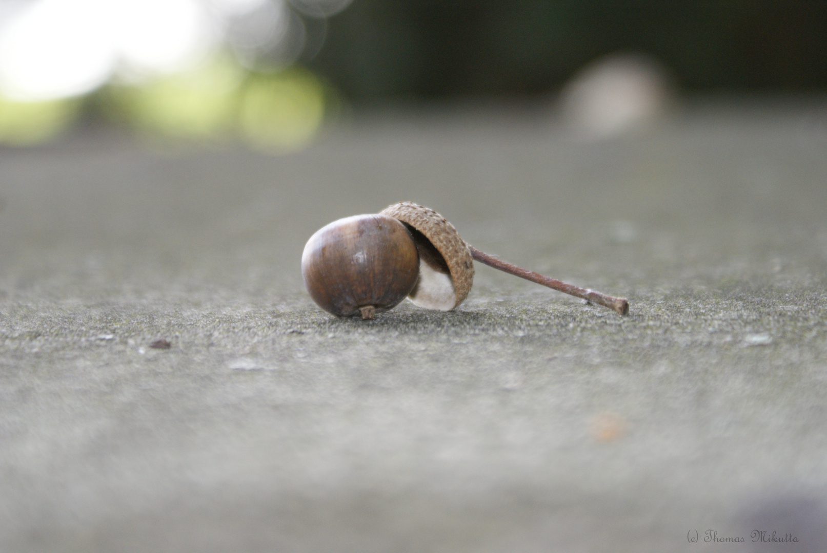 nun fallen die Früchte