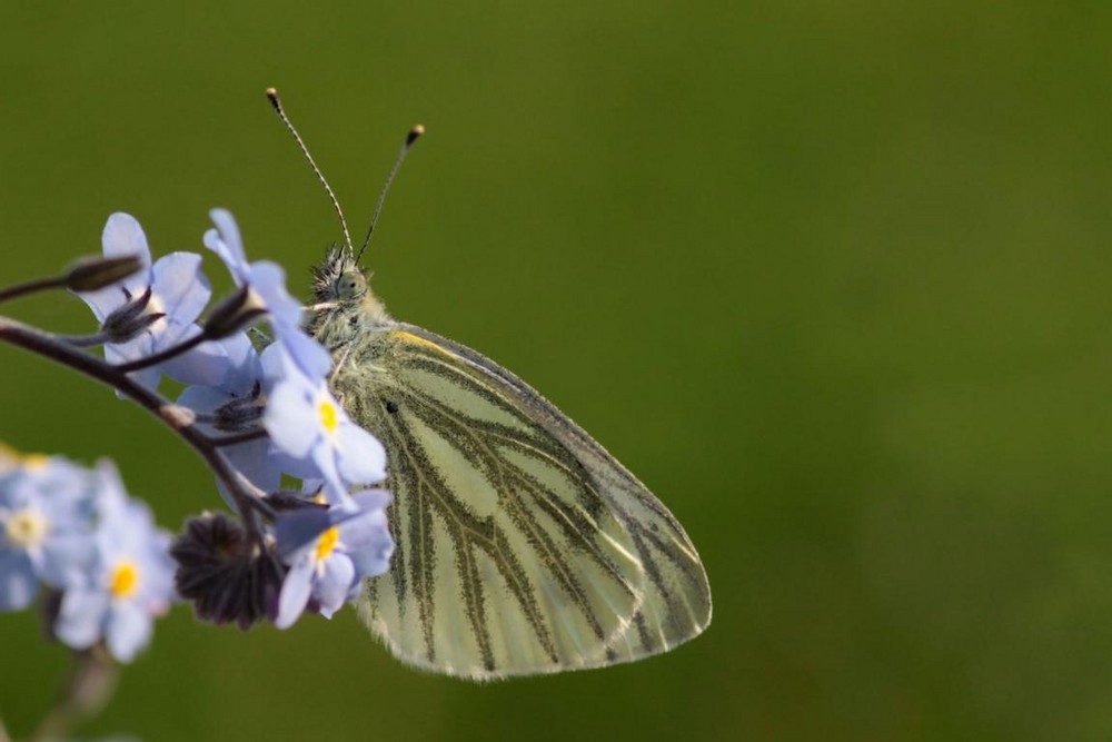 Nun flattern sie wieder