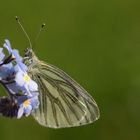 Nun flattern sie wieder