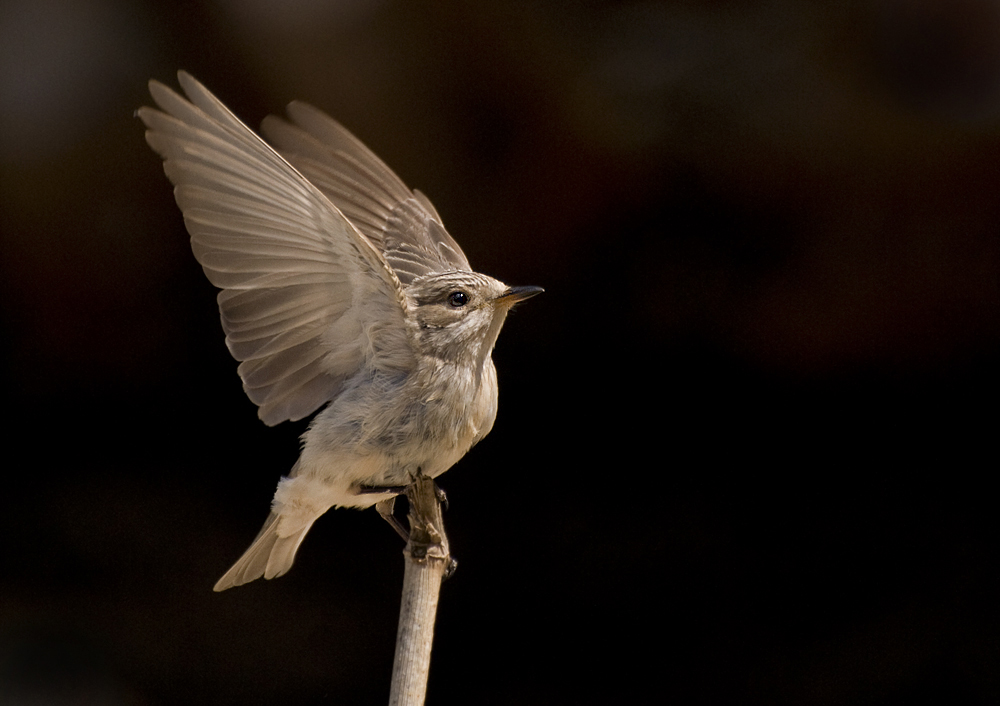 Nun flieg !