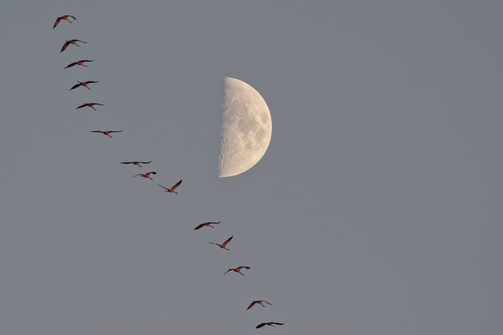 Nun fliegen sie wieder